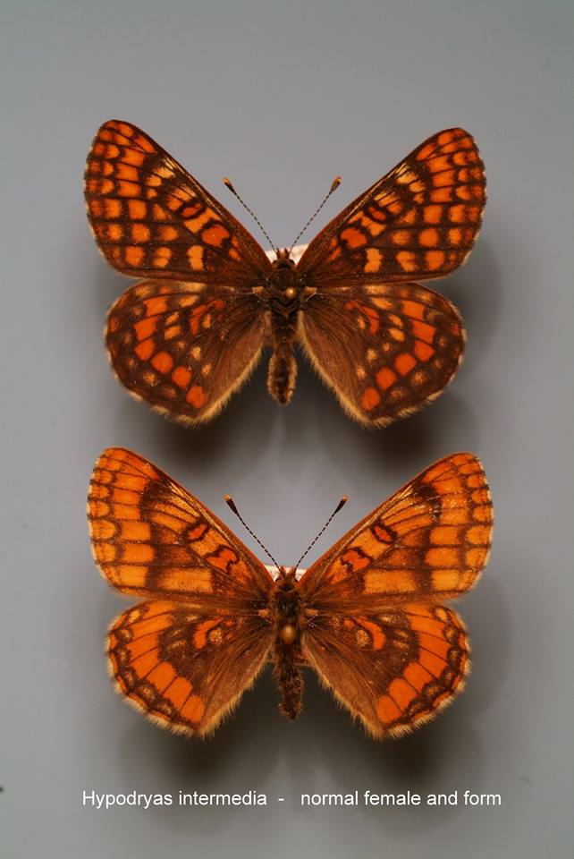 Hypodryas intermedia (aberration) Internet Image property of respective owner, non-commercial use only